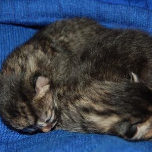 chleis u. grossos Strifjie am Nasi 2. Tag