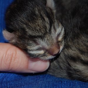 Strifjie chlei 2. Tag