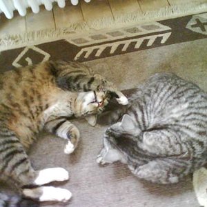 Schlomo und Kelly beim Schlafen im Wohnzimmer