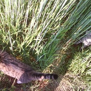 Auf diesem Bild ist Schlomo mit Kelly. Das ist das letzte Bild von ihnen, sie haben zusmmen mit meinem Hundi im Feld fangen gespielt.