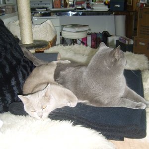 Kuscheln very britisch