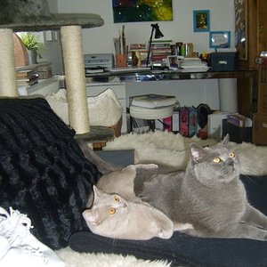 Briten kuscheln small