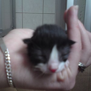 eines der Zwillinge ;) komplett schwarz mit weißer Nase und weißen Pfötchen...weiblich