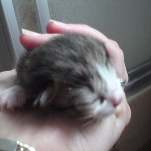 sieht aus wie Mama oder Papa...weiblich