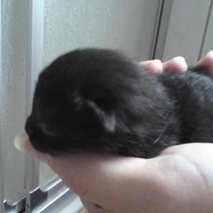 komplett schwarz mit klitzekleinen weißen Kinn...weiblich