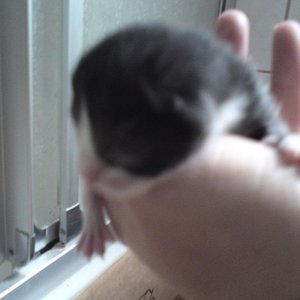 Zwilling Nummer 2 =) auch komplett schwarz mit weißer Nase und weißen Pfötchen...der einzige Hahn im Korb...männlich