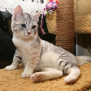 Freya, meine mamas Katze