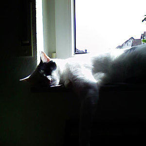 Jacky - ein Platz an der Sonne