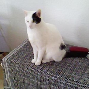 Jacky - mal in voller Größe