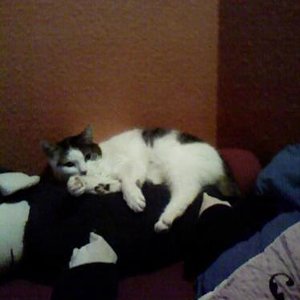 Jerry - auf ihrem Stofftier