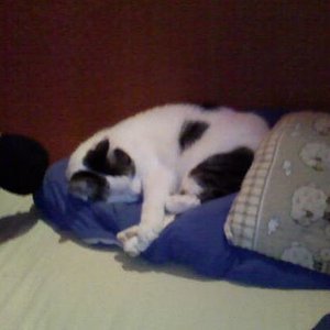 Sinus - auf meinem Kopfkissen :/