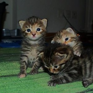 die drei Tiger (Frau Mayr, Micke und Renée)