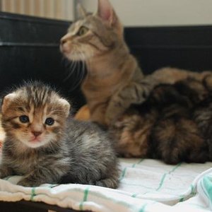 einige (z.B. Frau Mayr) sind neugierige als andere