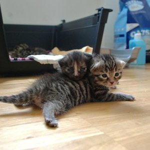 Frau Mayr und Minouche