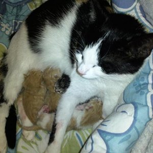 hier nochmals mukki mit ihren babys :D