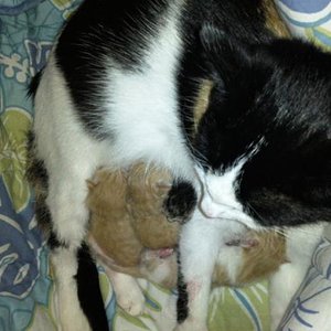 Mukki und ihre paar stunden alte babys :D