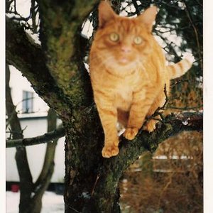 Es war 1985, kurz nach der Geburt meiner Tochter, als unsere Wege sich kreuzten. Ich verliebte mich sofort in den roten Riesen aus dem Tierheim und nahm ihn mit. Michiou lebte sich schnell ein, war der King in unserer Strasse, alle kannten und liebten ihn. Oft hielt er Audienz vor unserem Mietshaus, schritt den Fußgängern, die stehen blieben, majestätisch entgegen, ließ sich bewundern und streicheln (es war göttlich ;-)). Zwölf Jahre lang war er an meiner Seite, ich liebte ihn abgöttisch und er mich. 1997 zog ich mit einem Mann zusammen, er war allergisch gegen Katzen, und ich tat das, wofür ich mich heute noch schäme: Ich gab Michiou zu meiner Nachbarin, die meine Ex-Wohnung bezog und ich dachte wirklich, dass wäre das Beste für ihn. Ein paar Wochen später besuchten meine Kinder und ich sie, wollten nach Michiou schauen... Sie erzählte, dass er kurz nach unserem Auszug verschwunden war, Tage später fanden sie ihn tot am nahen Bach. Ich hab ihn "verraten" und im Stich gelassen, ich weiß, dass er vor Kummer gestorben ist... Verzeih mir Michiou! Wir tragen dich in unserem Herzen, erinnern uns immer wieder gern an die unzähligen schönen Momente mit dir.