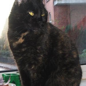 Moonie ist eine sehr ausgeglichene Katze und manchmal erscheint es mir, als trage sie viel Weisheit in sich. Sie liebt es, beschmust zu werden, schläft grundsätzlich nachts bei uns und wenn sie sich absolut wohl fühlt, sabbert sie.