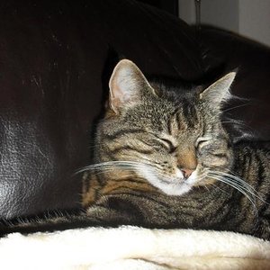 Wilma, 6kg Lebendgewicht und von ungewöhnlicher Größe.
Vom Wesen her unheimlich lieb und verschmust, ein wenig ängstlich, wenn Nachbars Kater in ihre Nähe kommt.