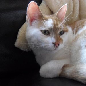 Sam liebt seine Freigänge und seinen Stammplatz auf dem Kratzbaum. Auch wenn er draußen ein wenig ängstlich ist, so hat er doch einen sehr starken Charakter, er weiß genau, was er will oder eben nicht.