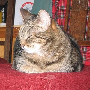 2005 lernte ich meinen Mann UND seine Katze Sina kennen. Ich erkannte sehr schnell, dass hinter ihrer abweisenden und kratzbürstigen Art ein zutiefst verunsichertes Wesen steckte. Bevor mein Mann sie aus dem Tierheim holte, war sie mehrfach "rumgereicht" worden und niemand wußte, was ihr alles widerfahren war. 
Wir zogen samt Katzen zusammen, Moonie ließ Sina gewähren, genauso später Wilma. Mit der Zeit fasste Sina Vertrauen zu mir, sie wurde zugänglicher und gelassener. Mitte 2008 erkrankte sie an Gebärmutter-Krebs, es folgten TA-Termine, die entsprechenden Behandlungen. Februar 2009 ging es ihr so schlecht, der TA riet, sie einschläfern zu lassen und verließ kurz den Behandlungsraum... Sie weiterhin leiden lassen? Nein. Wir diskutierten und währenddessen "kroch" Sina immer näher zu mir, fast so, als ob sie auf meinen Arm wollte. Ich konnte es nicht ertragen, bat meinen Mann, bis zuletzt bei ihr zu bleiben und verließ fluchtartig die Praxis. Saß weinend im Auto, als er mit der toten Sina im Korb nachkam. Wir haben sehr lange um diese ganz besondere Katze geweint.