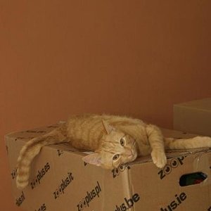 Ich liege nicht auf dem Tisch