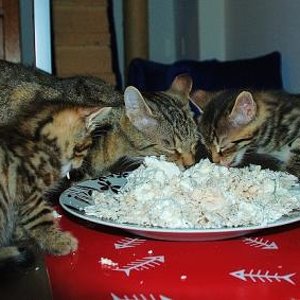 Mia und Mio (37 Tage alt) essen mit Mama Cleo gekochtes Poulet mit Quark.