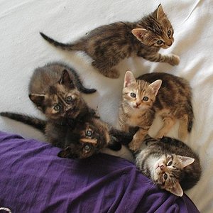 die ganze Rasselbande (v.l.n.r: Abby, Minouche, Mia, Gilda und Mio)