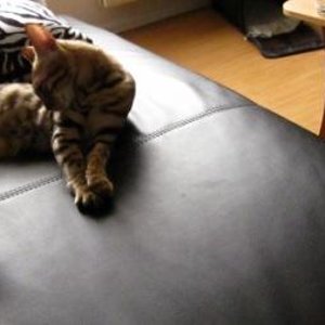 Escarda auf ihrem Lieblingsplatz: auf der Couch bei ihren Menschen!