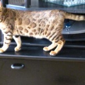 Eddi in der Seitenansicht