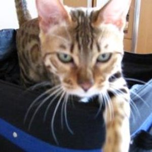 Escarda will mit in den Urlaub^^