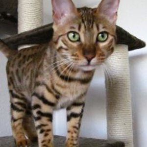 Escarda auf der Suche nach was zum Jagen