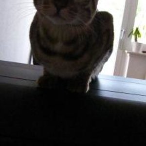 Escarda sitzt auf dem Aquarium