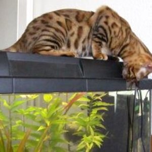 Escarda prüft die Abdichtung