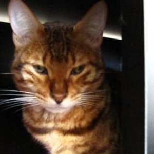 Eddi unter dem Aquarium