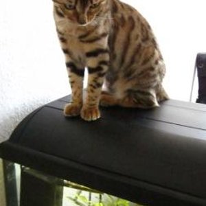 Escarda auf dem Aqui