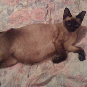 111911500 full,r,470x470mia vor 1 woche mit dicken bauch