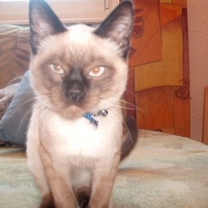 79144472 full,r,470x470mein kater anubis mit 6 monaten