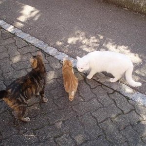 Pepsi, Pepita und Snow