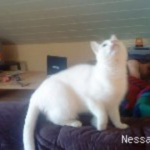 Lili jagt eine motte :)