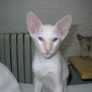 Das war das Photo vom Micky, wo wir uns in ihn verliebten (im Hintergrund Keira ihre Mama)