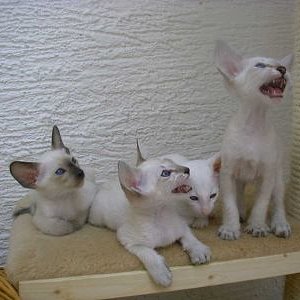 K- Wurf, ganz links unsere Keira