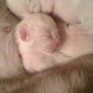 111959061 full,r,470x470baby nr 1 und 2^^