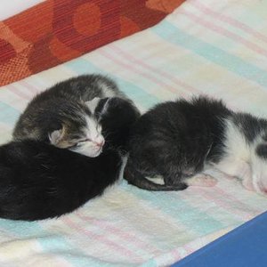 Richtige Reihenfolge; so kamen sie zur Welt