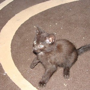 Justus, mein nerviger Bruder