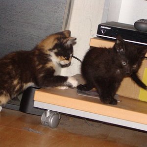 Geschwisterliebe Teil 2