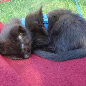 ein Nickerchen im Garten