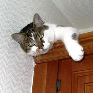 Kitty in der Küche1