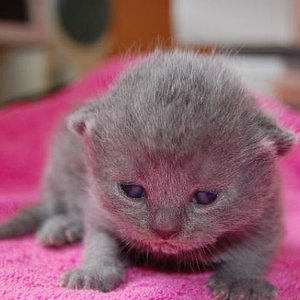 11 Tage alt (kleiner Kater)