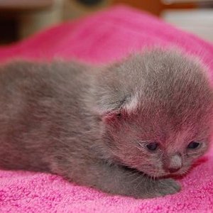 und das 3.Baby (kleiner Kater 11 Tage alt)